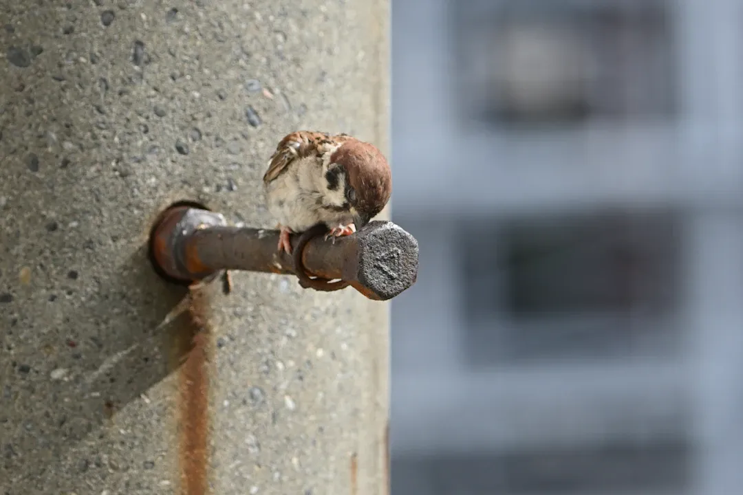 Suy thận mạn, lọc máu ngoài thận có chu kỳ