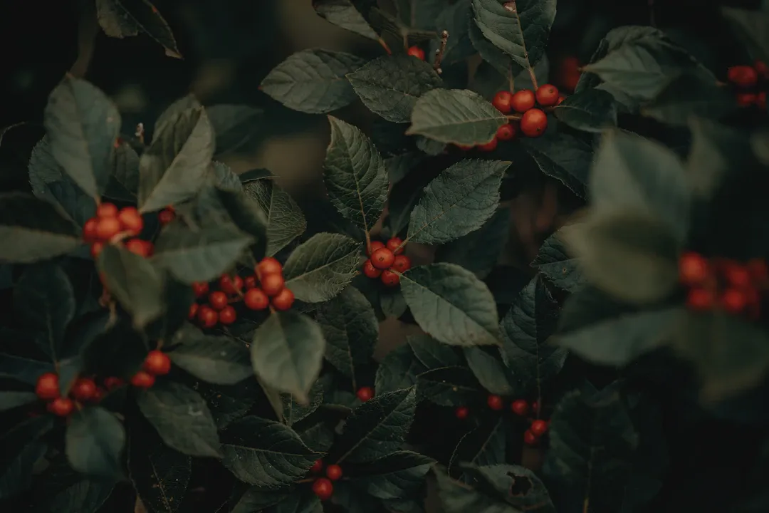 Viêm cầu thận mạn